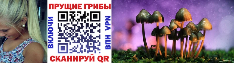 Галлюциногенные грибы Psilocybe  Батайск 
