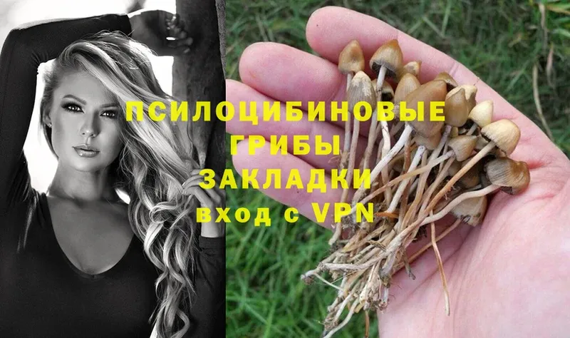 Псилоцибиновые грибы Psilocybe  где можно купить наркотик  Батайск 