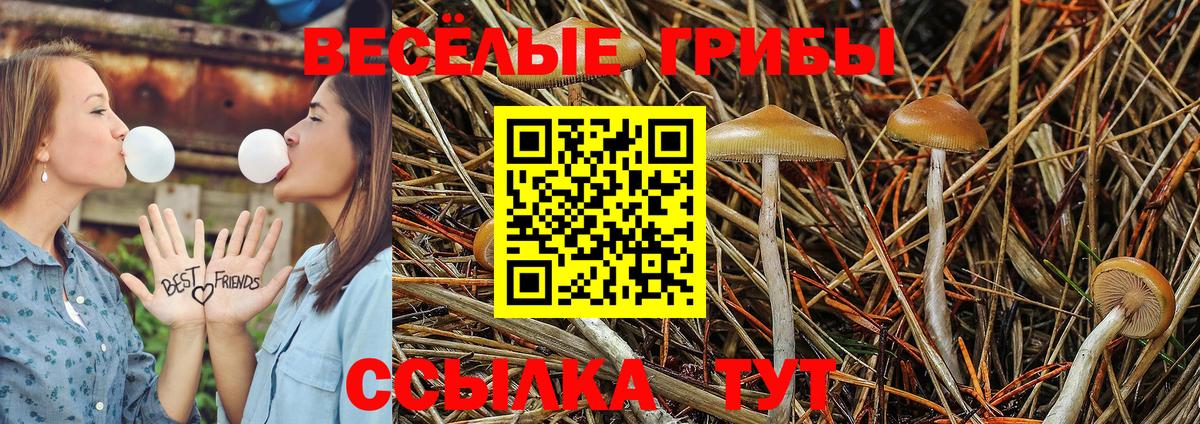 Галлюциногенные грибы прущие грибы  Батайск  Галлюциногенные грибы GOLDEN TEACHER 