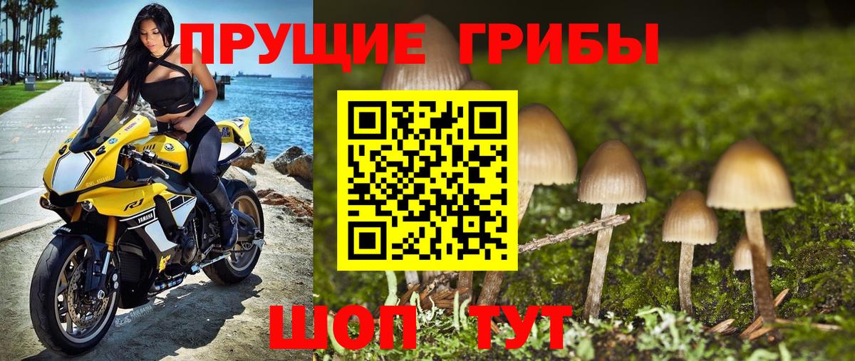 Галлюциногенные грибы Psilocybine cubensis Батайск